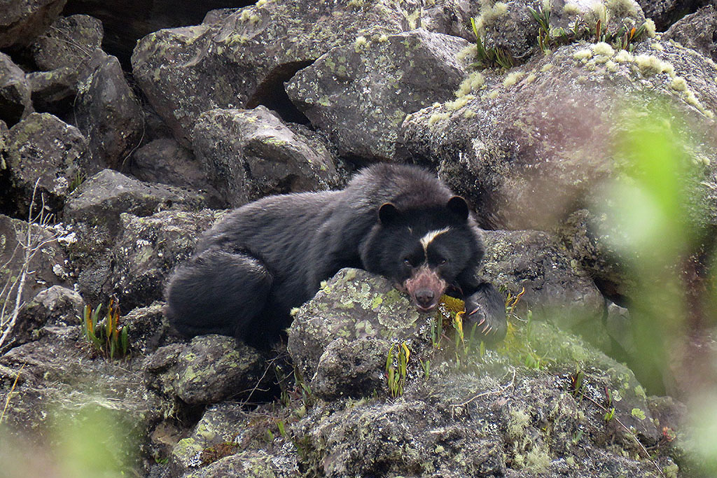 Trap cameras to protect the Spectacled Bear!